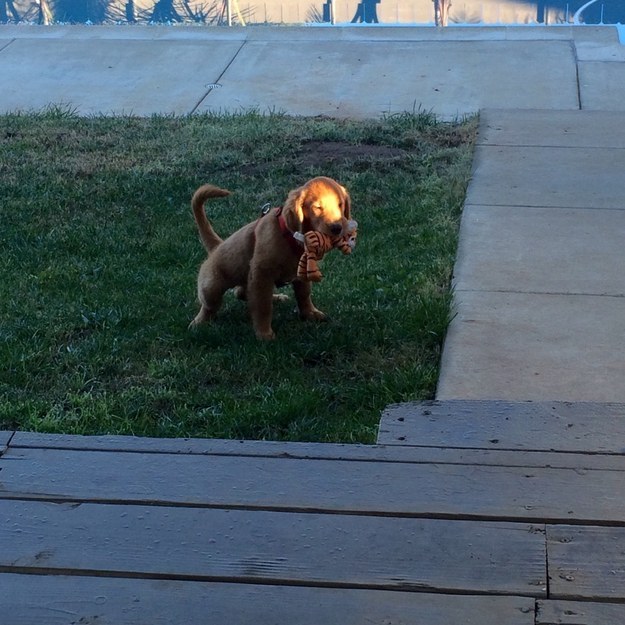 Hayatı Anlamaya Çalışan 18 Meraklı Yavru Köpek 18